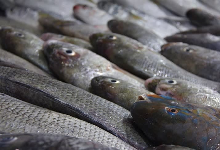 کشف ۴۰۰ کیلوگرم ماهی فاقد مجوز بهداشتی در فردوس