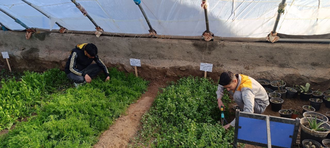 تکثیر گیاه آویشن به روش کاشت بذر در هنرستان عطار کدکن شهرستان تربت حیدریه