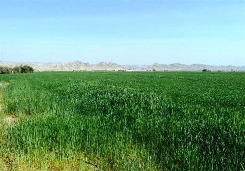 مزارع گندم استان بوشهر تحت پوشش بیمه محصولات کشاورزی