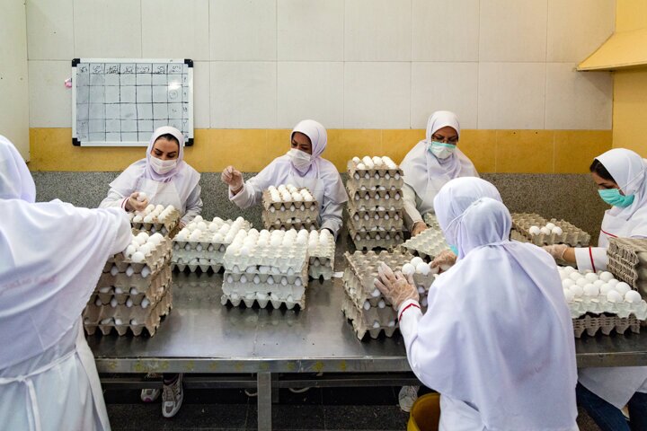 واحد پرورش مرغ تخمگذار در میاندوآب به بهره‌برداری رسید
