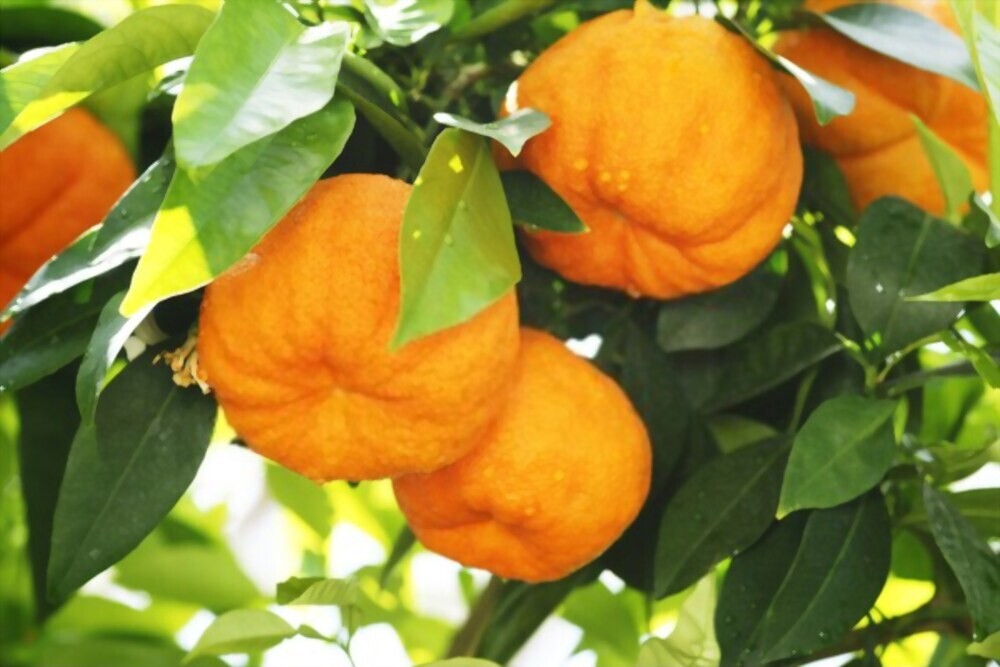 لزوم برداشت میوه‌های رسیده نارنج در باغات و خانه سرا‌ها