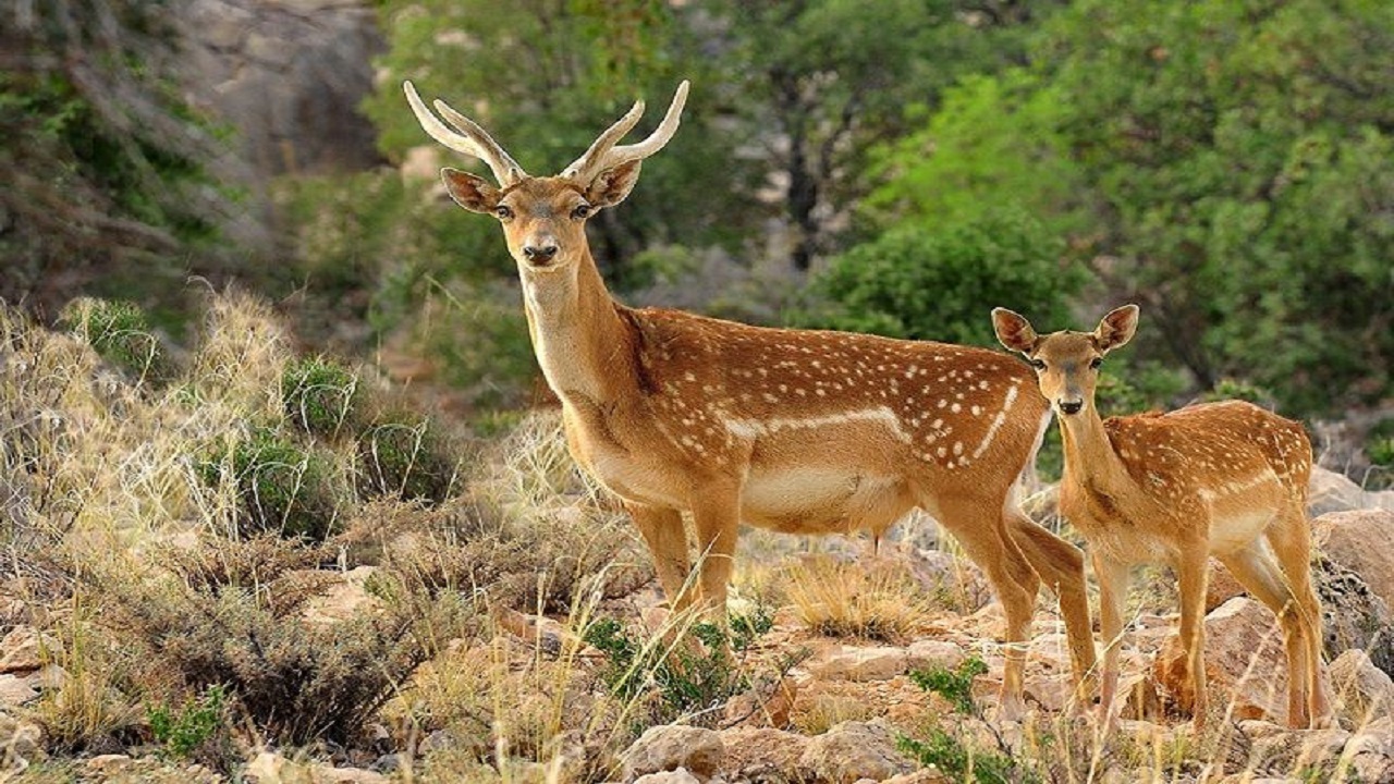 پارک ملی دز میزبان ۱۰ راس گوزن زرد ایرانی