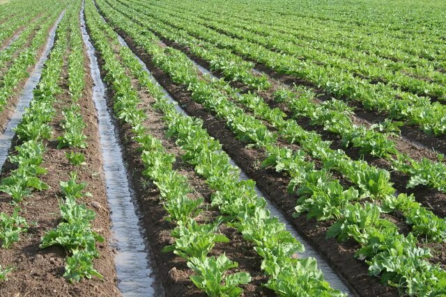 اصلاح الگوی کشت در کنار اصلاح ساختار بهره‌وری آب از دستاورد‌های بخش کشاورزی است.