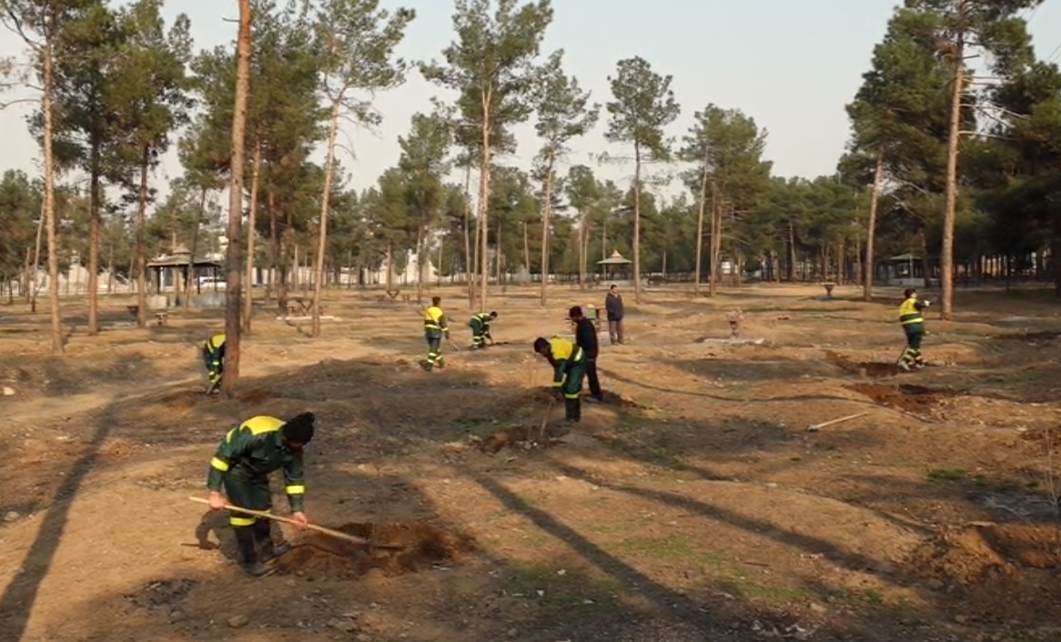کاشت ۱۶۰۰ نهال به جای درختان قطع شده سرخه حصار
