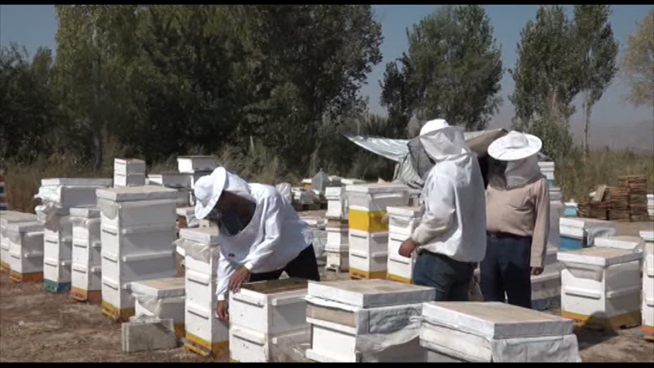 تولید ۳۰ هزارتن عسل مرغوب در آذربایجان غربی