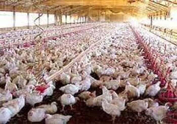 برنامه‌ریزی برای خودکفایی تولید گوشت مرغ در کرمان