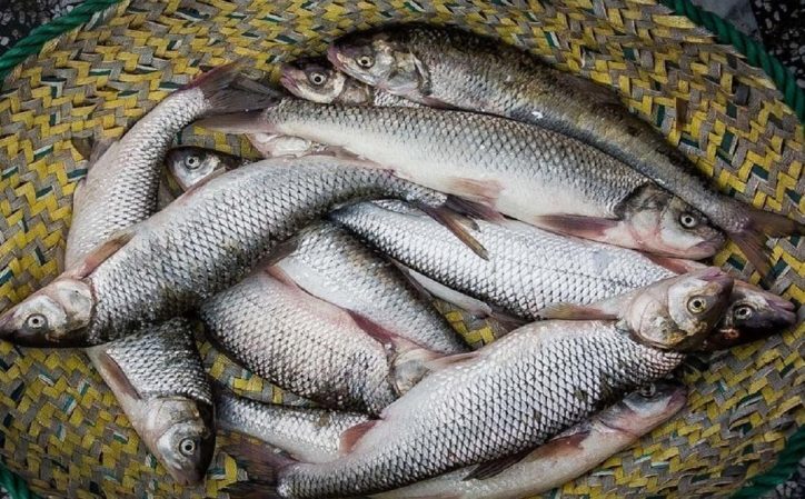 صادرات یک هزار تن ماهی قزل‌آلا از همدان به روسیه