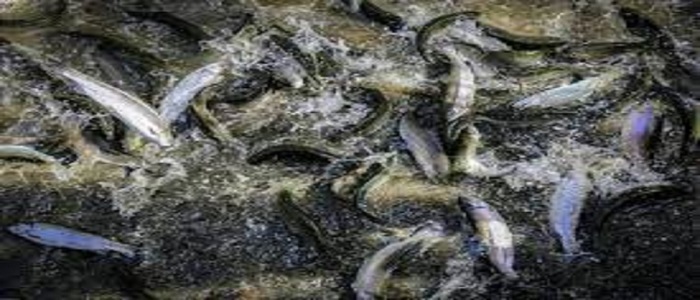 ظرفیت تولید سالانه بیش از ۳۷۰ تن ماهی در فامنین