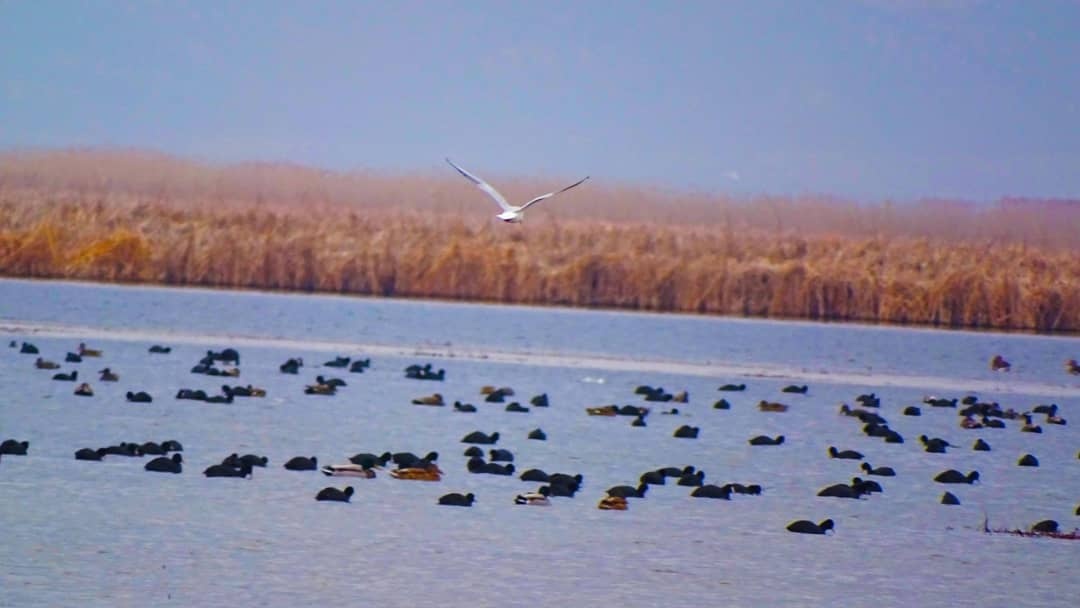 سرشماری زمستانی پرندگان آبزی و کنار آبزی در ۳۰ زیستگاه آذربایجان‌غربی