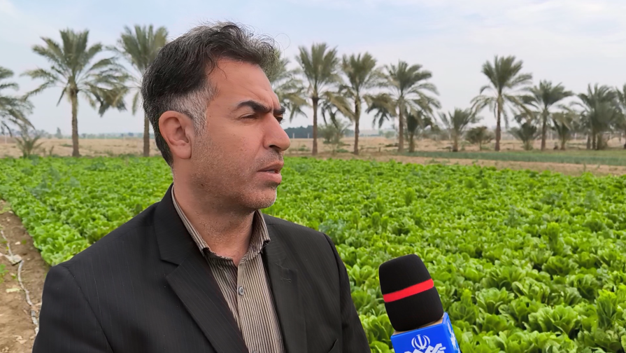 کاهش سطح زیر کشت کاهو در اراضی کشاورزی آبطویل بوشهر
