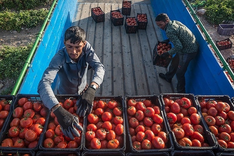 ممنوعیت صادرات گوجه فرنگی از روز پنجشنبه از مرز پرویزخان