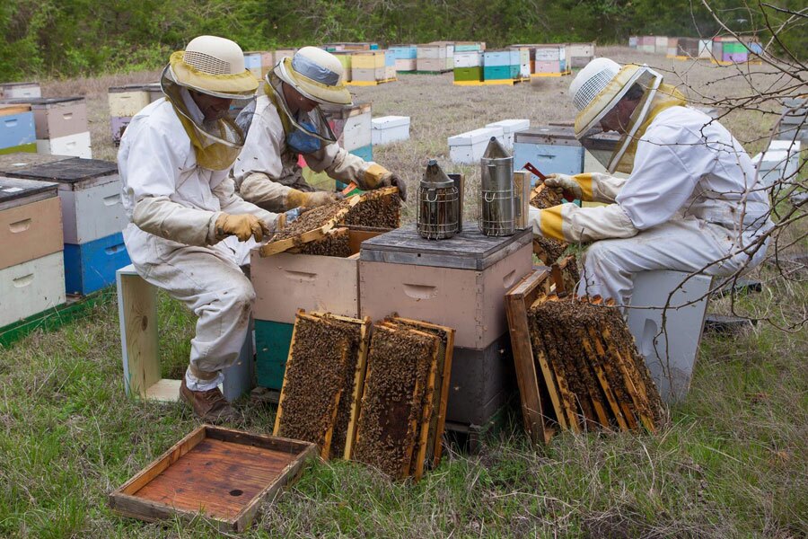 تولید ۱۲۱ هزار تن عسل در کشور