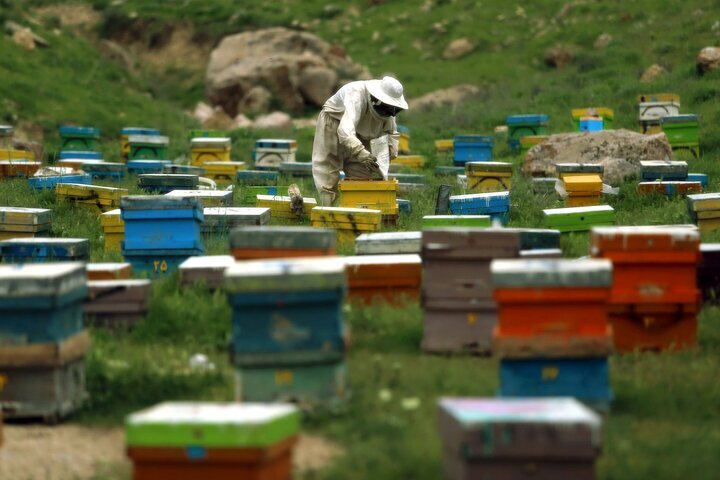 فارس، سومین استان کشور در تولید عسل