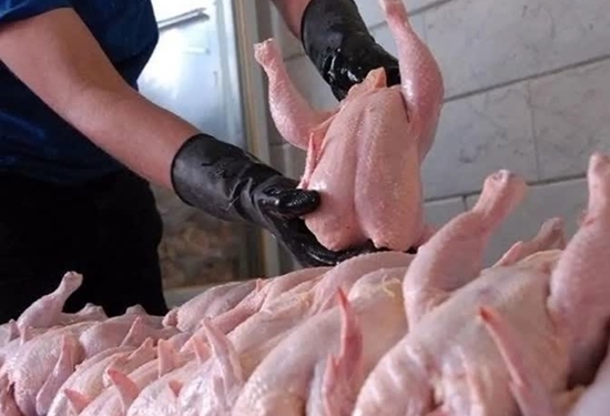 تولید بیش از ۲ هزار تن گوشت مرغ با نظارت شبکه دامپزشکی در فریمان