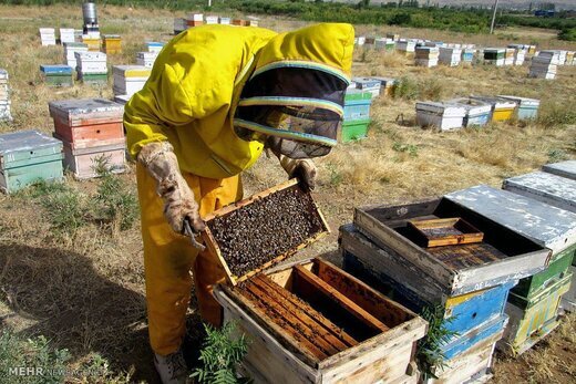 پایش و مراقبت از بیماری‌های زنبور عسل در بهبهان