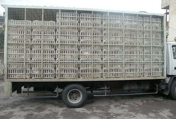 توقیف کامیون با بار مرغ زنده فاقد مجور بهداشتی در قاین