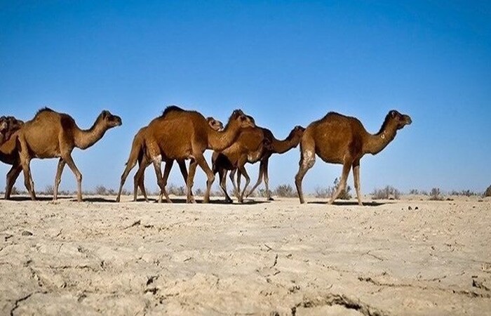 جشنواره ملی  شتر به میزبانی قلعه گنج