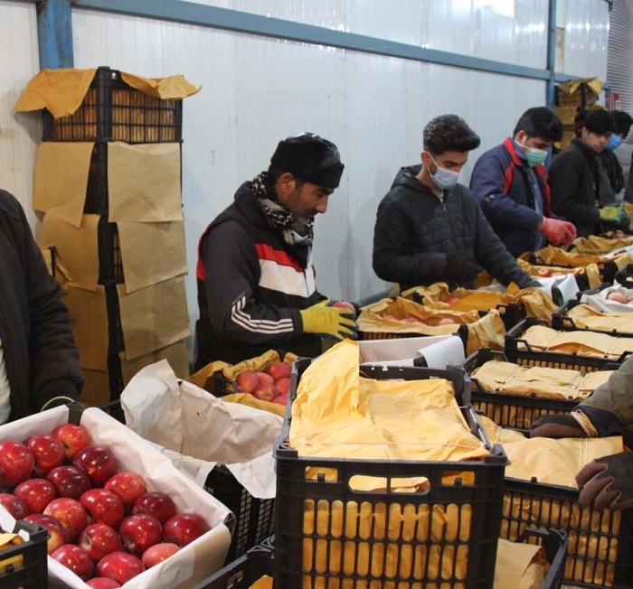 کاهش ذخایر سیب در سردخانه‌های مهاباد به ۶۸ هزار تُن