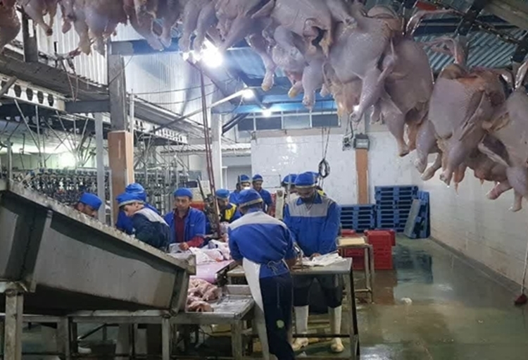کشتار بیش از ۲۵ میلیون قطعه مرغ زنده در بوشهر با نظارت دامپزشکی