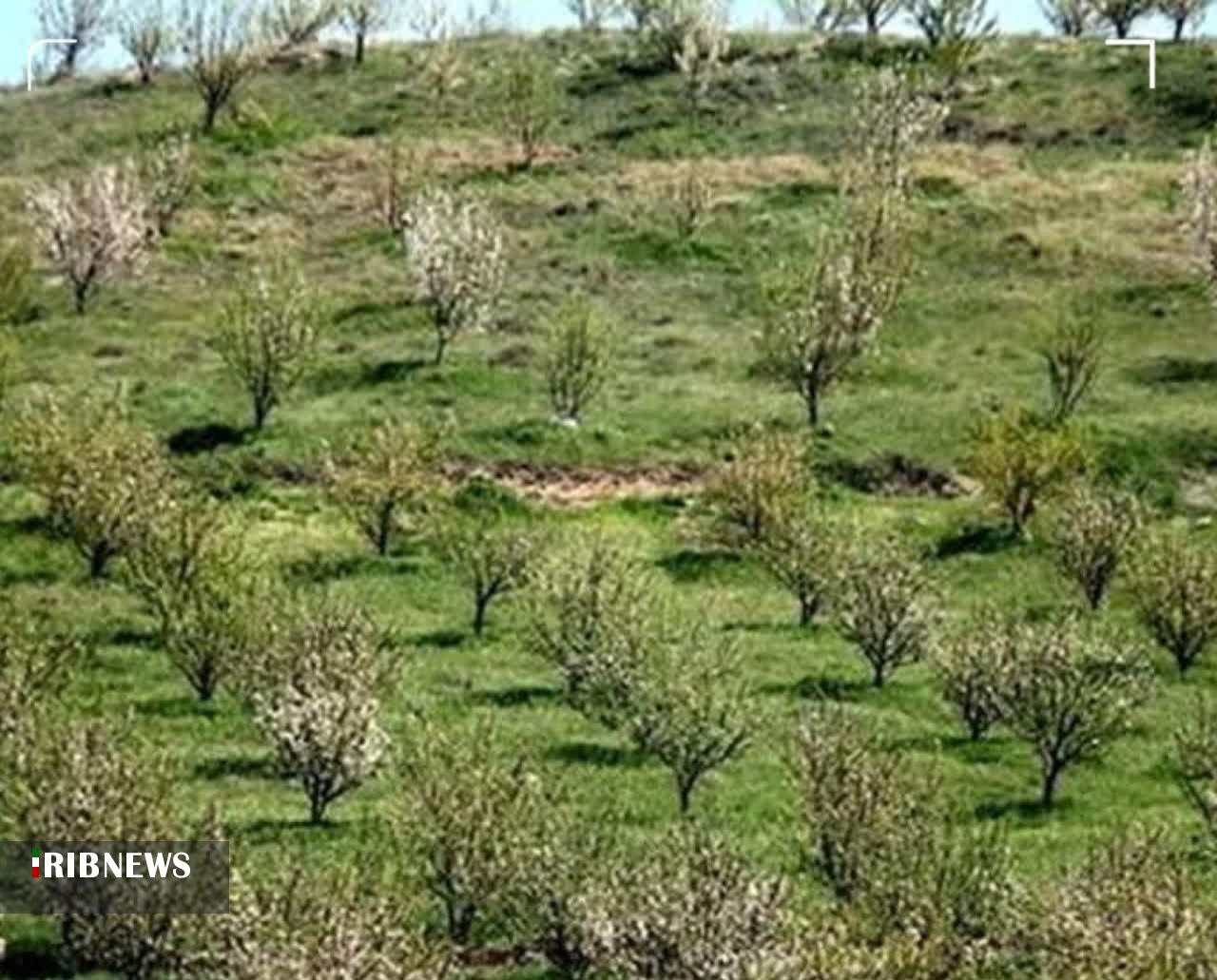 توزیع ۱۰۰هزار اصله نهال رایگان در اراضی شیبدار لرستان