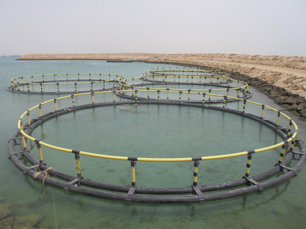 افزایش ظرفیت تولید ماهی در قفس استان بوشهر به ۱۱ هزار تن