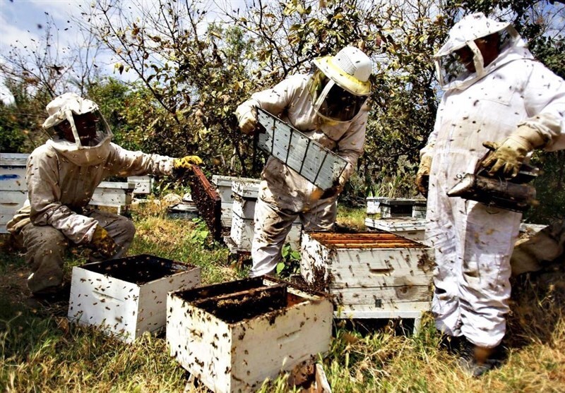 تولید  بیش از ۲ هزار تن عسل از کندوهای زنبورعسل در چالدران