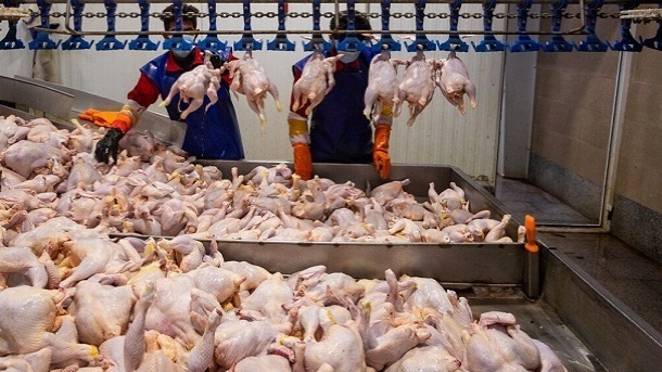 فعالیت ۳ زنجیره تولید گوشت مرغ با ظرفیت ۴ میلیون جوجه ریزی در خوزستان
