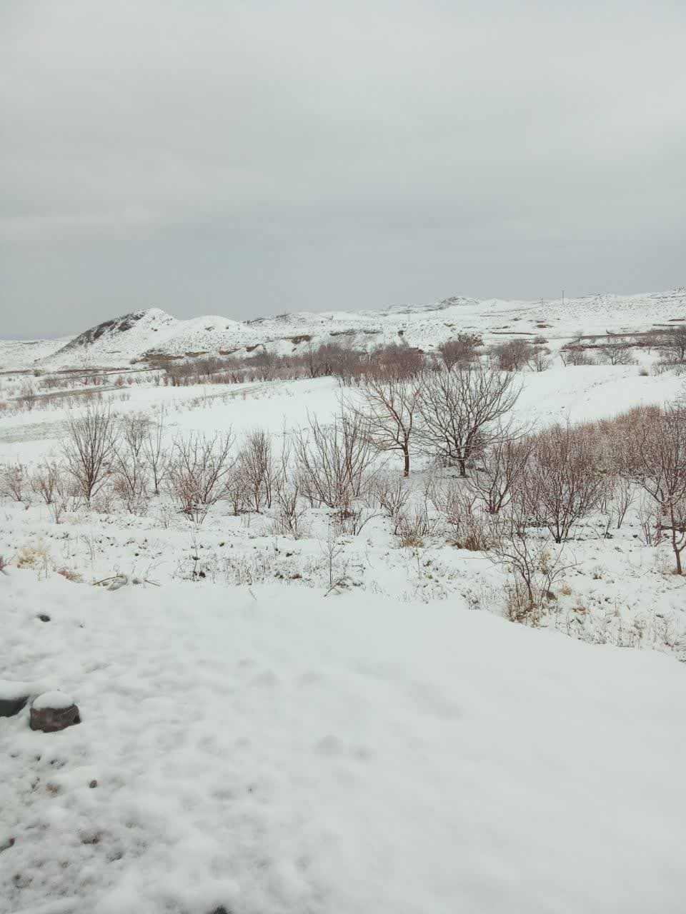 ثبت بیشترین بارش برف در کنگان سربیشه با ۱۲ سانتی