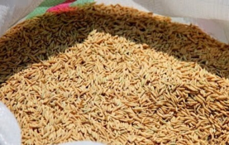 توزیع ۲۷ تن بذر شلتوک برنج در بهشهر