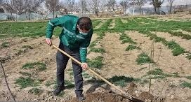 واکاری ۱۴۵ هزار درخت غیرمثمر در معابر اصلی مشهد