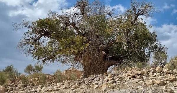 ثبت ملی ۲۷ اثر استان فارس در فهرست میراث طبیعی کشور  **