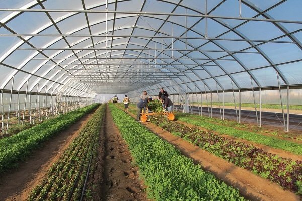 واگذاری ۱۵ قطعه زمین گلخانه‌ای در شهرک کشاورزی بوعلی همدان