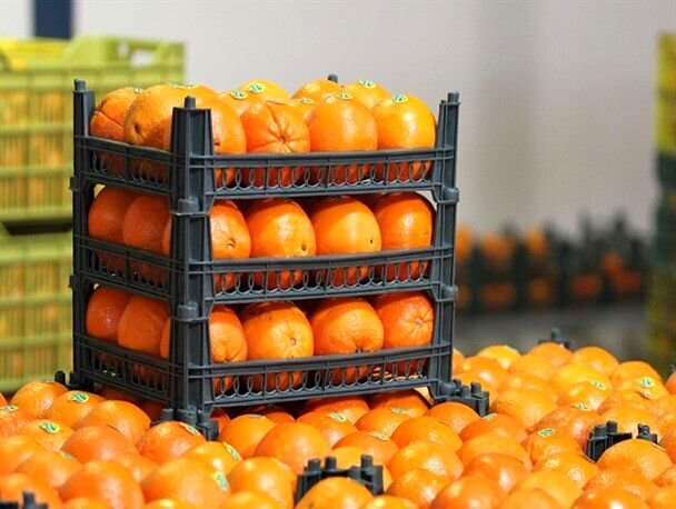 ذخیره‌سازی بیش از ۲۰۰ تن میوه و خرما برای ماه مبارک رمضان و نوروز