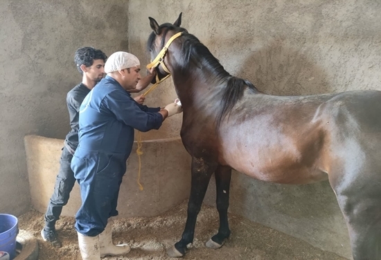 پایش بیماری مشمشه در مراکز پرورش اسب در زنجان