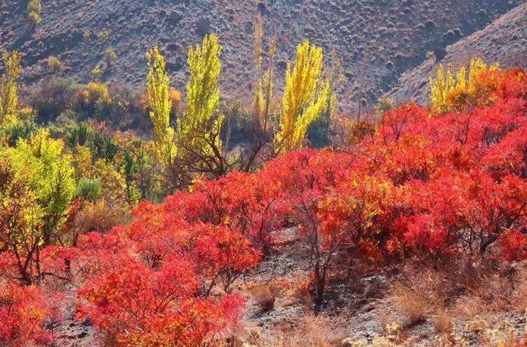 کشت ۵۰ هکتار سماق در تویسرکان