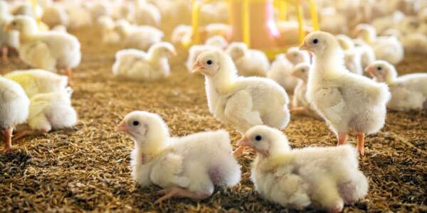 رکوردزنی جوجه ریزی در واحد‌های مرغ گوشتی فریمان