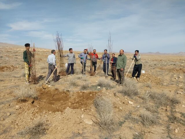 غرس ۱۲هزار اصله نهال بادام توسط اهالی روستای زیگ شهرستان نیشابور