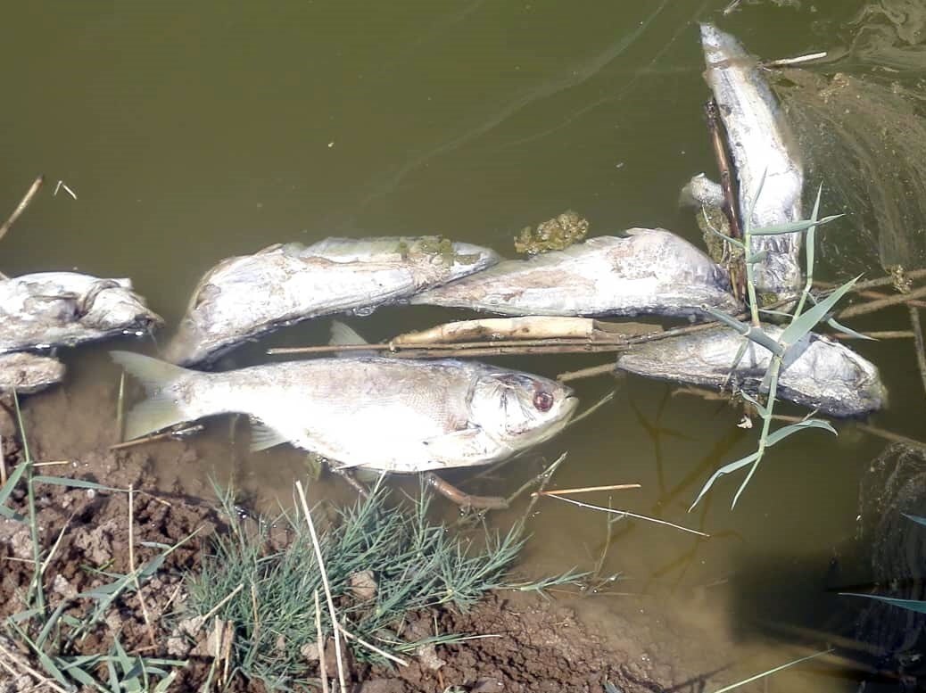 تشریح علت مرگ ماهی‌ها در منطقه حفاظت‌شده دز