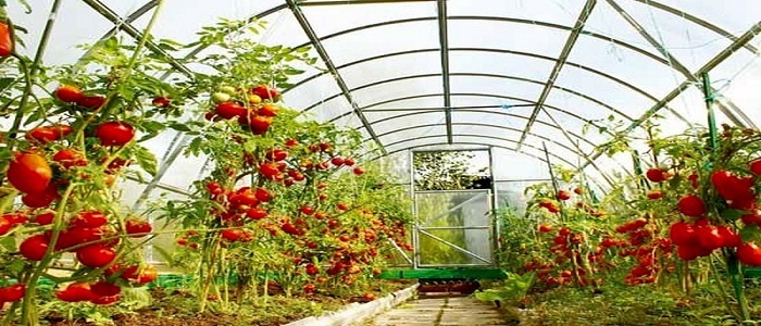 تولید سالانه بیش از ۴۱ هزار تن محصولات گلخانه‌ای در استان همدان