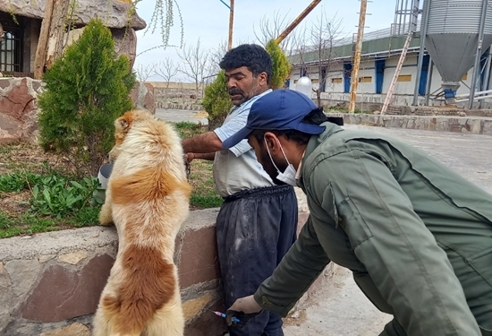 واکسیناسیون دو هزار و ۶۸۴ قلاده سگ علیه بیماری هاری در شهرستان طرقبه شاندیز