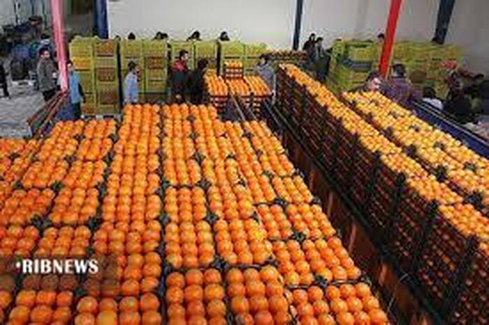 آغاز توزیع میوه  تنظیم بازار  در استان کرمان
