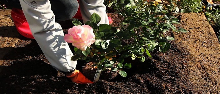 کشت ۱۵ هزار بوته گل رز در میدان اصلی شهر رزن
