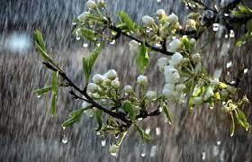 زنجان در نخستین روز بهار ۱۴۰۳ بارانی است