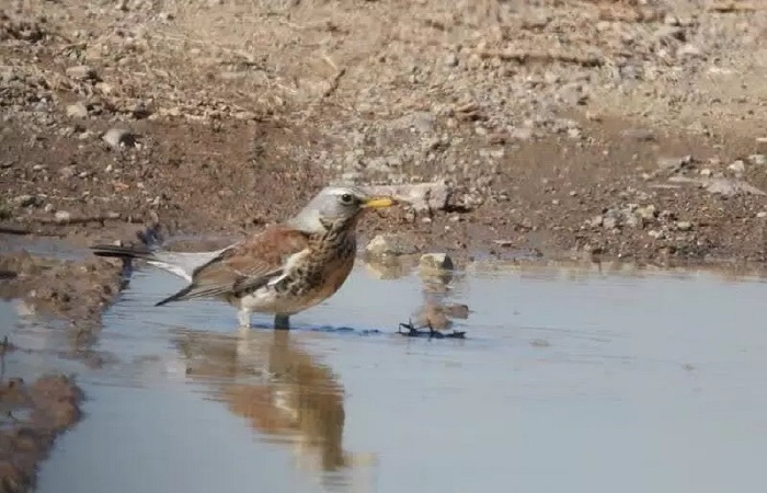 مشاهده توکای پشت بلوطی در قزوین 