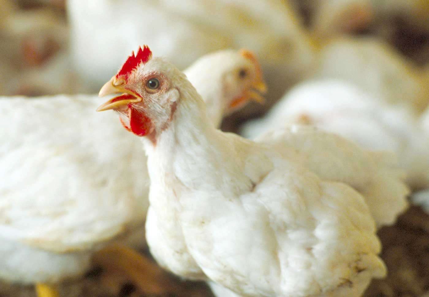 صادرات ۱۴۷ هزار و ۸۰۰ قطعه مرغ زنده از مرز دوغارون به افغانستان