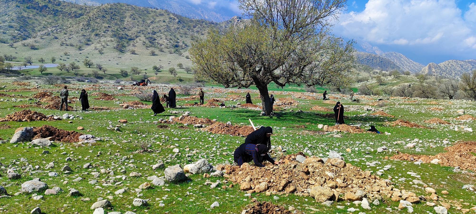 کاشت ۴۰۰ نهال کنار در اراضی درک روستای سرآبیز باشت