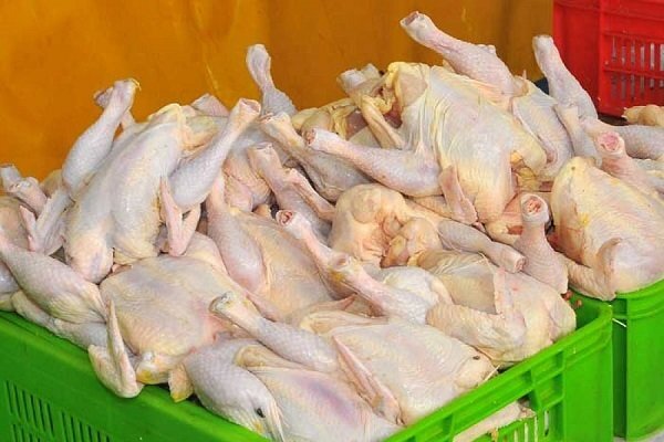 کشف ۶۰۰ کیلو گوشت مرغ فاقد مجوز در فردوس