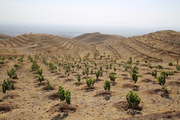 نهالکاری ۱۰۰هکتار از اراضی منابع ملی روستا‌های قصرشیرین