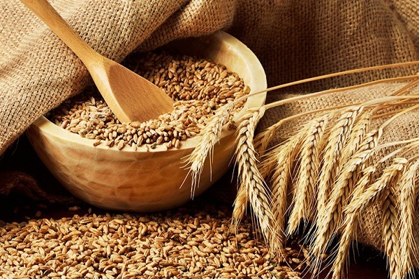 خرید تضمینی ۴۷ هزار و ۵۰۰ تن گندم و کلزا در خوزستان