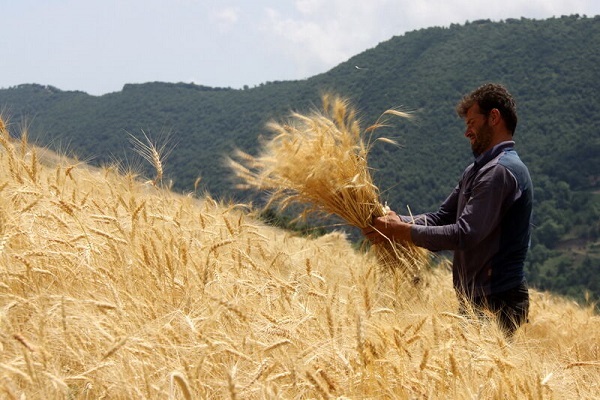 خرید بیش از ۳۴۷ هزار تن گندم و کلزا از کشاورزان خوزستان